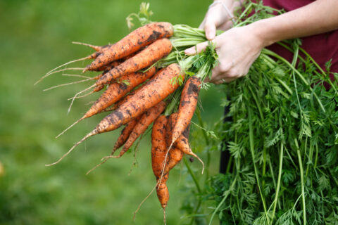 carrots